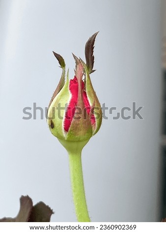 New sprout of Heart Throb rose,bud emerge,blurry light around Royalty-Free Stock Photo #2360902369