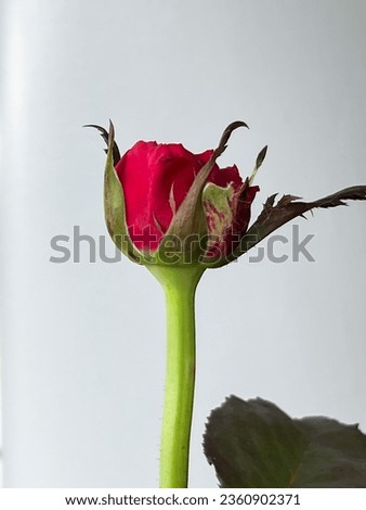 New sprout of Heart Throb rose,bud emerge,blurry light around Royalty-Free Stock Photo #2360902371