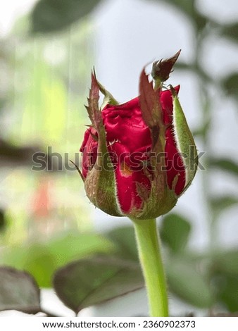 New sprout of Heart Throb rose,bud emerge,blurry light around Royalty-Free Stock Photo #2360902373