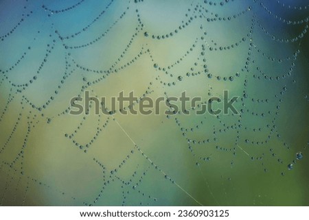 Spider web spider in dew
