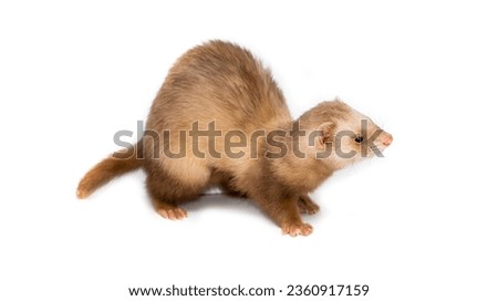 Ferret on a white background is insulated. Light color of the pet. Ermine, weasel, marten. Royalty-Free Stock Photo #2360917159
