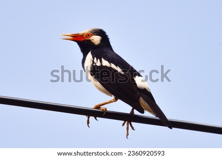 Gracupica contra,Asian Pied Starling, STURNIDAE , Indian pied Myna (Black-collared starling)