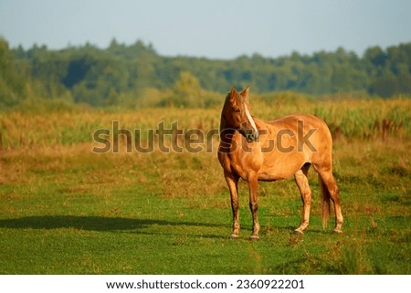 Standing red horse on a meadow with green grass outdoors early in the morning.