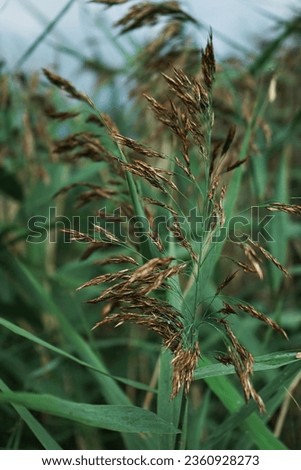 Reed close-up against a background of greenery and lake
