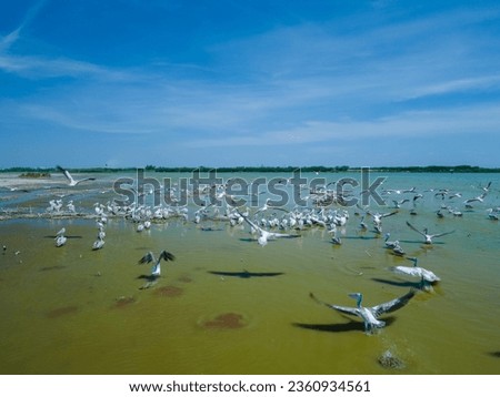 drone shot aerial view top angle bright sunny day beautiful natural scenery big pelicans india tamilnadu plumage migratory birds flying motionblur avian turquoise blue waterbird earing prey sea lake 