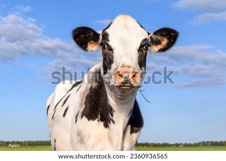 Young cow, black and white happy looking cute, pink nose, in front of a landscape and a blue sky