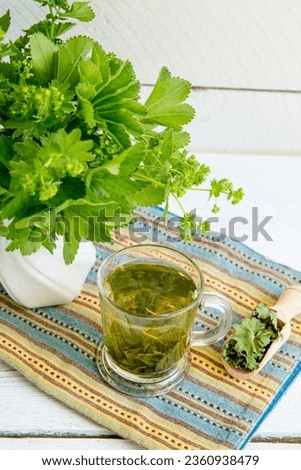 Alchemilla vulgaris, common lady's mantle medicinal herbal tea in clear cup. Fresh lady's mantle plants in vase, tea in glass and dried tea powder on plate, white wood board background.  Royalty-Free Stock Photo #2360938479