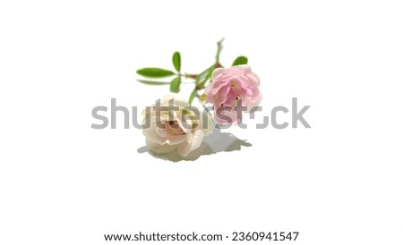 small roses that have two kinds of colors, white and pink