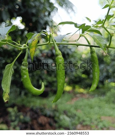 Organic chilli Pepper at garden