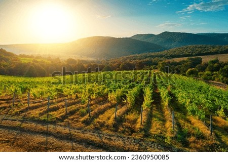 Vineyard agricultural fields in the countryside, beautiful aerial landscape during sunrise. Royalty-Free Stock Photo #2360950085