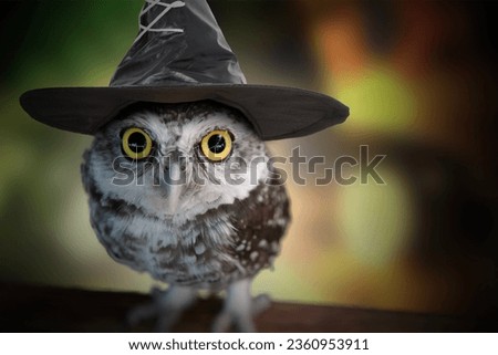 Owl with big eyes wearing witch's hat on dim background and colorful light bokeh looks mysterious.