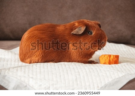 Brown guinea pig on a white rug.