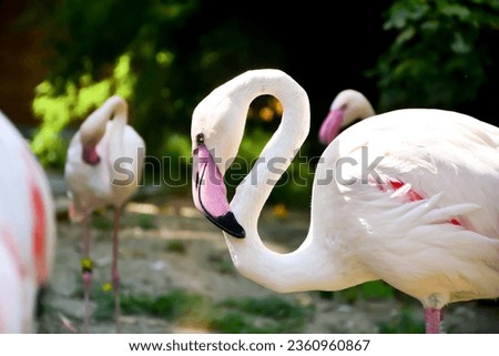 close-up photo of a flamingo