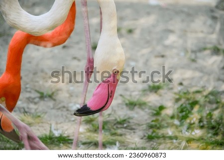 photo of a flamingo's head