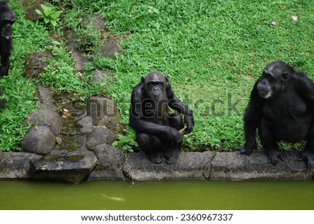 Portrait picture of African Chimpanzees