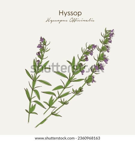 Hand drawn Hyssop (Hyssopus officinalis). Medicinal herbs plant. Hand drawn vector illustration in sketch style. EPS 10 Royalty-Free Stock Photo #2360968163