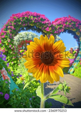 Sunflower cheering the sun. Picture taken from Miracle garden, Dubai.