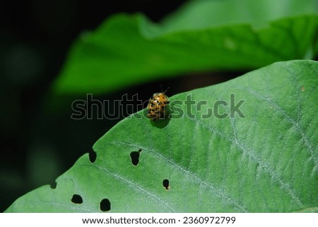 Portrait of "Lady Bug" on the green leaf