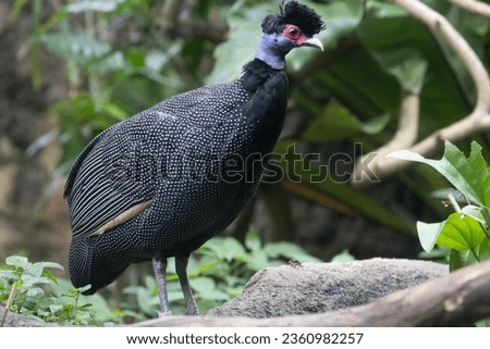Helmeted Guineafowl (Helmeted guineafowl) looking for food in the yard