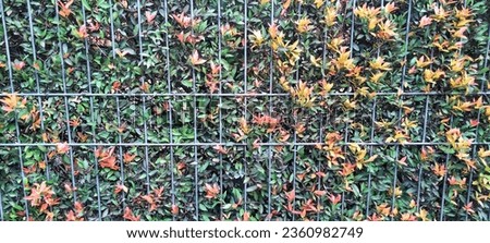 The unique background of the fence is covered with ornamental plants with colored leaves