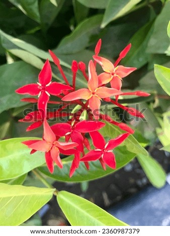 lxora coccinea also known as jungle geranium or flame of woods or jungle flame or pendkuli is a specie of flowering plant
