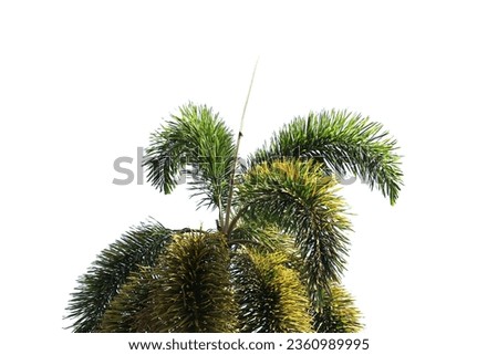 green coconut leaf or tree branch isolated on white background with clipping path.Selection focus.