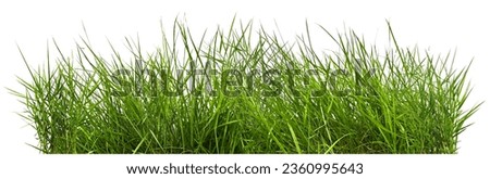 Green grass, natural outdoors. Grass texture Royalty-Free Stock Photo #2360995643