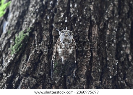 a picture of a cicada on a tree taken from the front