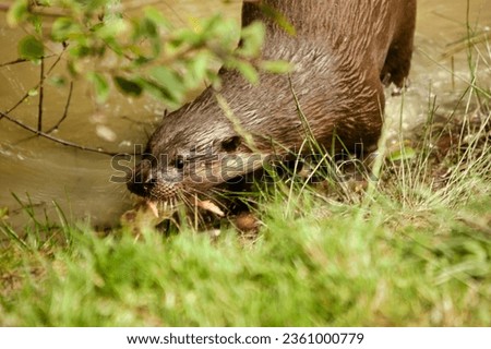 Eurasian Otter eating a chick at an animal sanctuary 