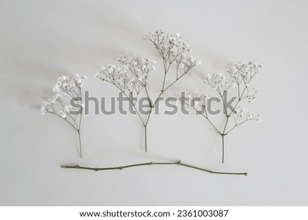 Gypsophila flowers on white table, flower buds cut from branch, no people, macro image of small bouquet, nordic home decor, minimalist floral arrangements