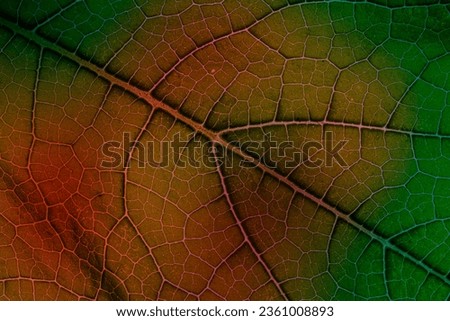 macro photography of leaf texture with weins 
