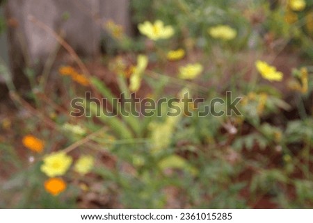 tropical flower garden blur photo