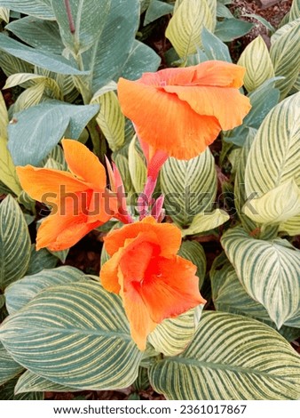 Canna indica is a species of plant in the Cannaceae family. It is native to most of South America, Central America, the West Indies, and Mexico. Royalty-Free Stock Photo #2361017867
