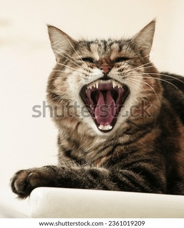 A cute picture of a cat with its mouth open and looking to bite