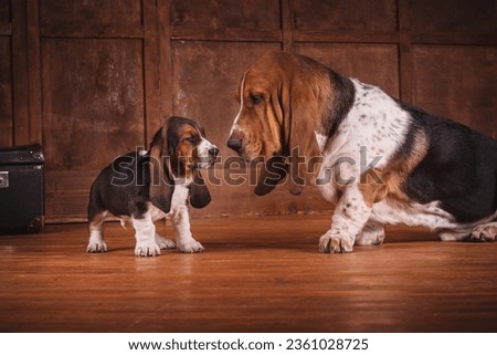 One Basset puppy and adult dog on a brown leather sofa in an expensive wooden parquet at office near fireplace. Basset in a stylish interior in retro vintage style Royalty-Free Stock Photo #2361028725
