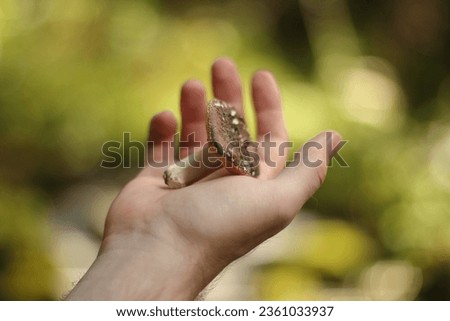 Forest mushroom on a man's hand