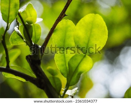 Leaves are the part that creates food through the process of photosynthesis. Leaves come in many different sizes and shapes, divided into two main types according to different characteristics: leaves,
