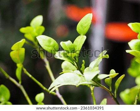 Leaves are the part that creates food through the process of photosynthesis. Leaves come in many different sizes and shapes, divided into two main types according to different characteristics: leaves,