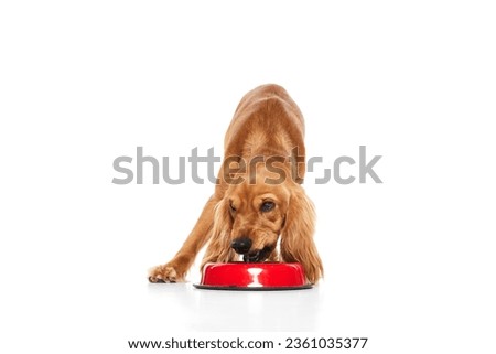 Beautiful purebred dog, English cocker spaniel drinking water from bowl isolated on white background. Concept of domestic animals, pet care, vet, action and motion, love, friend. Copy space for ad Royalty-Free Stock Photo #2361035377
