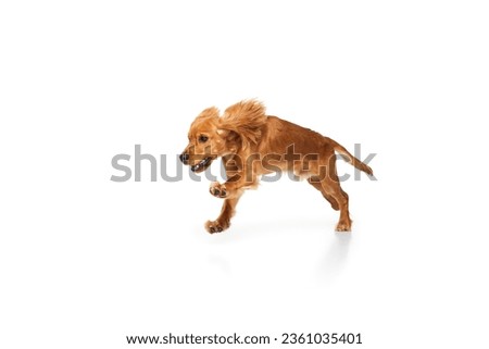 Smart pet, purebred dog, English cocker spaniel in motion, running, playing isolated on white background. Concept of domestic animals, pet care, vet, action and motion, love, friend. Copy space for ad Royalty-Free Stock Photo #2361035401