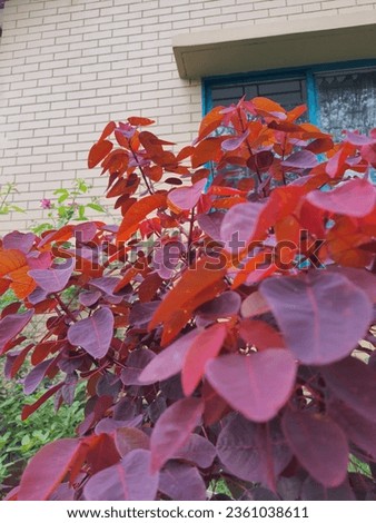 A red and purple leaves on a bush