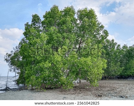 Mangrove trees (Sonneratia alba). Mangrove tree in mangrove forest at low tide. Tropical mangrove plants. Royalty-Free Stock Photo #2361042825