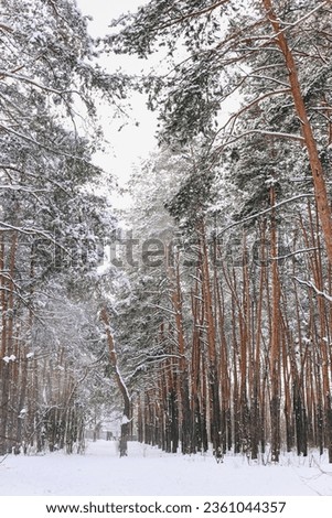 Snowy winter fires forest scenery