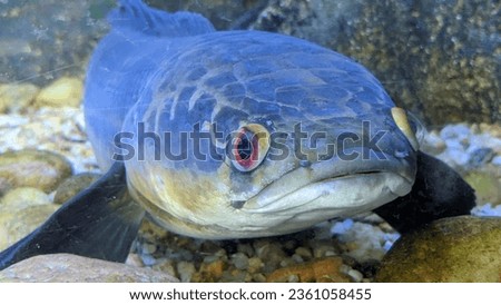 Underwater view of a snakehead fish (channa marulius)