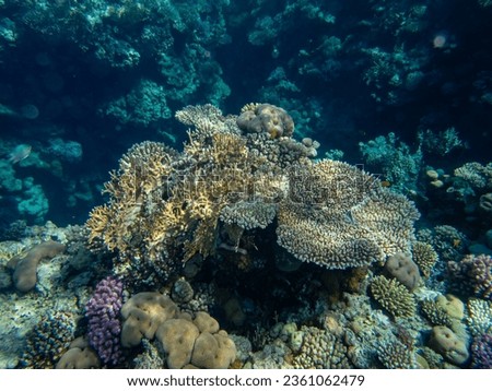 Very beautiful inhabitants of the coral reef of the Red Sea