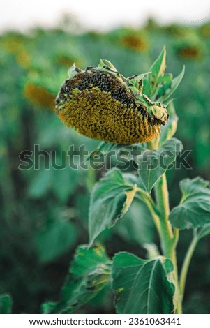 Sunflower flower in an agricultural field. Sunflower in sunset or dawn sunlight