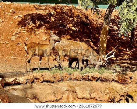 The Barbary stag or Cervus elaphus Barbarus in zoological zoo Rabat. Zoological garden of Rabat Morocco.