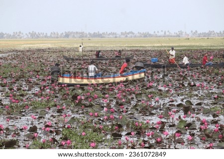 pink water lily's. malarikkal season photos 