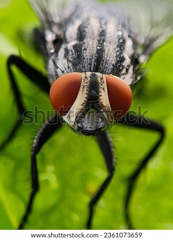macro xtreme fly head with blur background