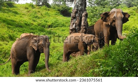 Asiatic elephants from western ghats, Kerala, India  Royalty-Free Stock Photo #2361075561
